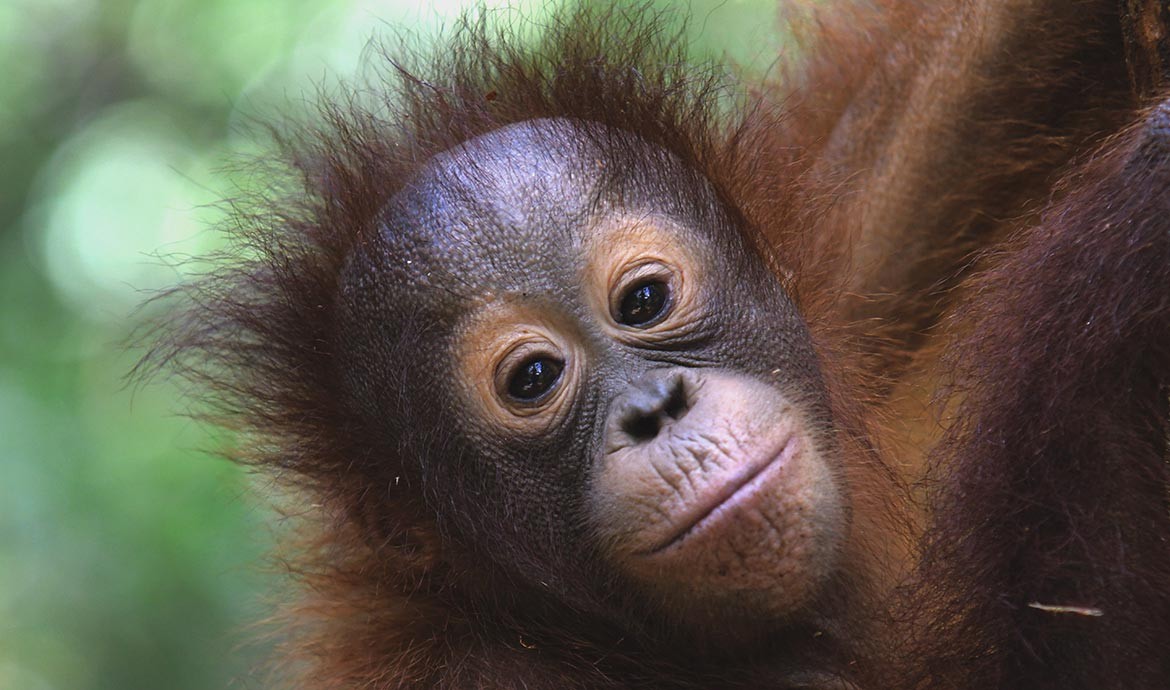Borneo Orangutan Survival Foundation